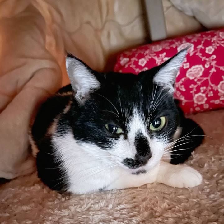 652f4be8 6878 4946 82dc b295e4cdd4d5 1769229361633