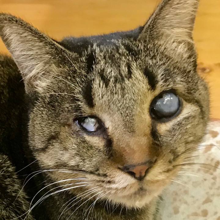 6530bd7a 2c66 4bc2 872c b64145528c4c 1544180290019