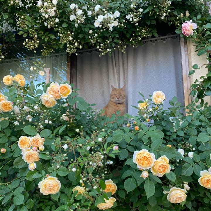 65350489 5b16 4276 be46 af74863821d8 1622585341498