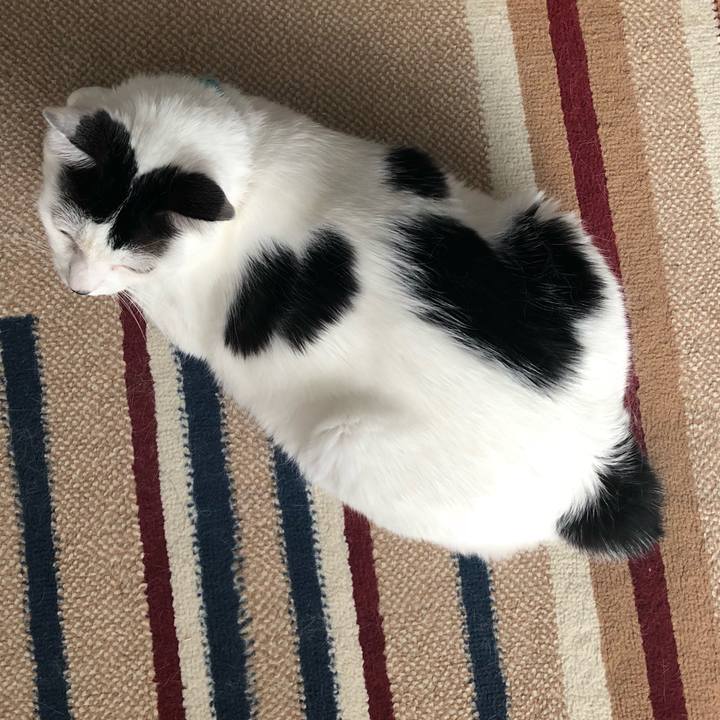 65379a36 c718 4d7a 9c4c db6357ba831c 1535783956139