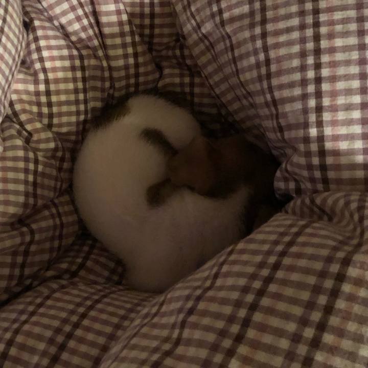 653a65ac 05e0 4094 a799 713eb3f52dfe 1544488064740