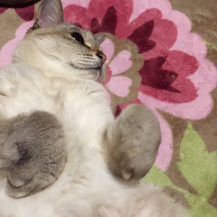 653bdd12 24d4 405d bb21 2c59f4dd3159 1515850054281