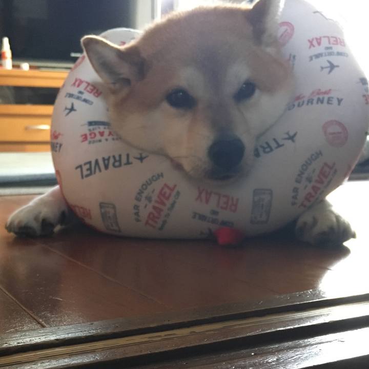 653caa65 cc0a 48c0 9878 30df7e9680ba 1594349597483