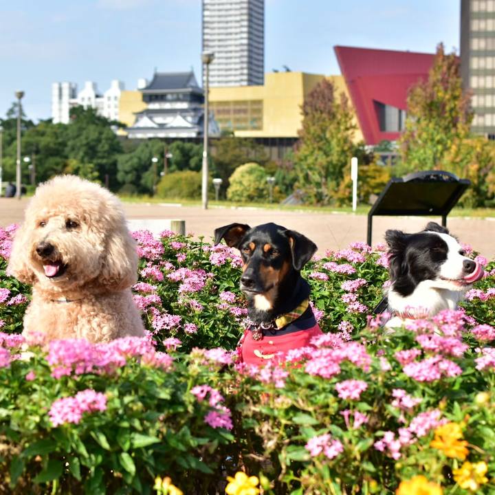 6544afdc e2ed 40a2 871a 9200e1eb53b5 1509190507917