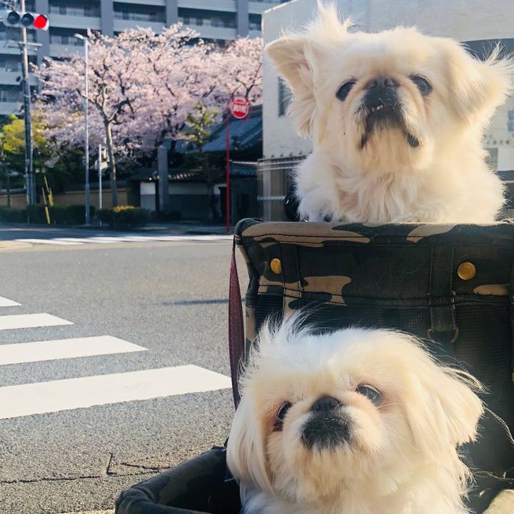 6544e407 2f54 409f aea0 642c7d349d93 1586074353846