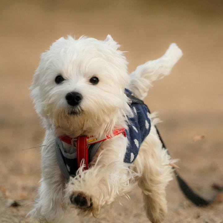 65474791 38da 48a2 9c72 2f761612c3ce 1515625091169