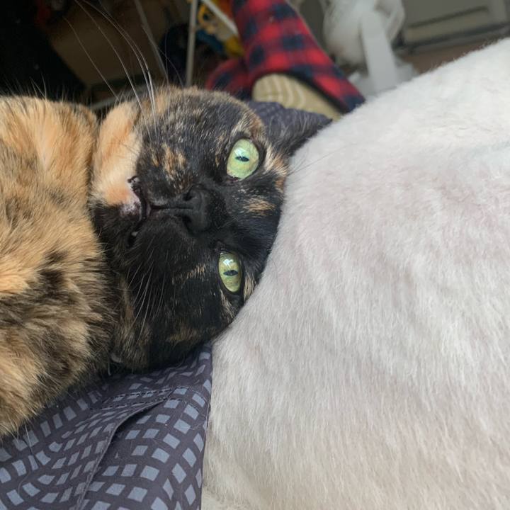 65493a7a 3c2b 46c5 b728 a213c96af7f0 1744606652130