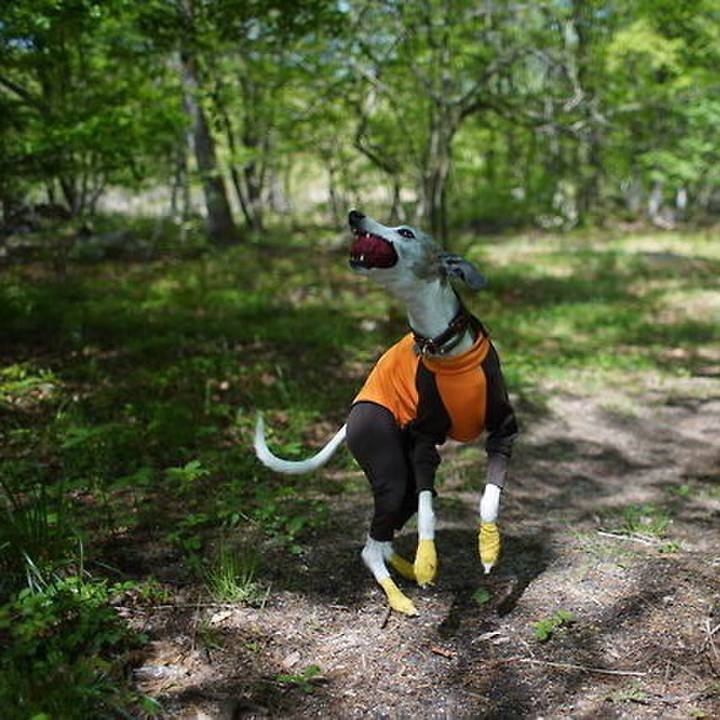 654d964c d73d 4e49 8fdb 0f42dac85ded 1526463394835