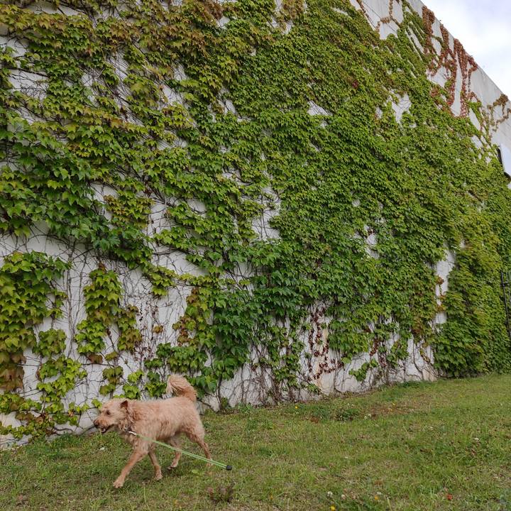 654e3982 778a 4bee 839e 940796a2a095 1596846492105