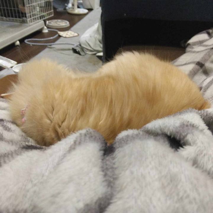 654f3853 bce0 4add 8b00 138a1e216466 1701180977971