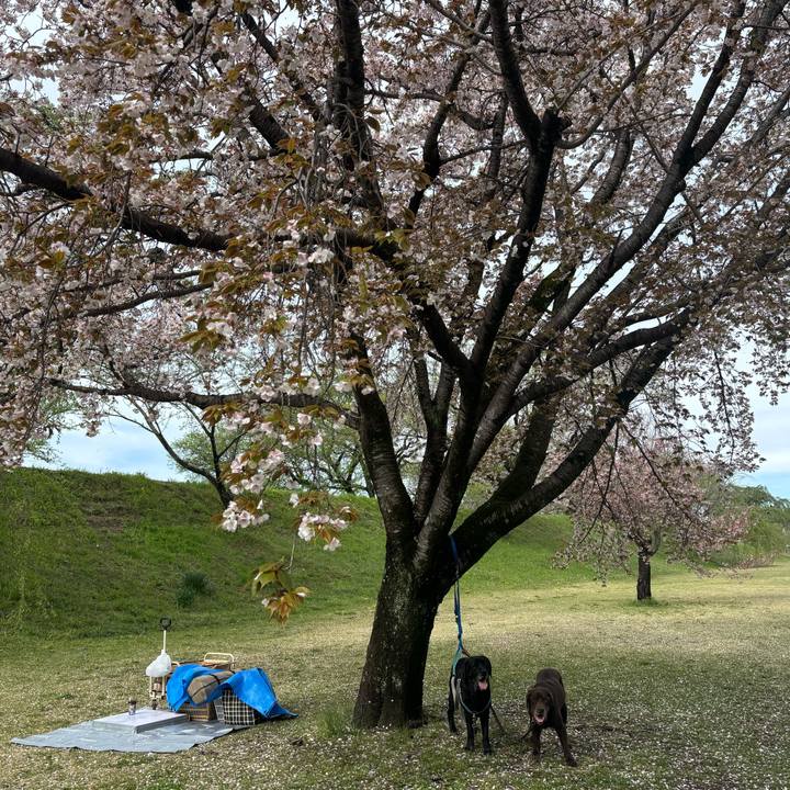 65506cbe 0a9d 4ab5 930f 93d06d5ad739 1775387320667