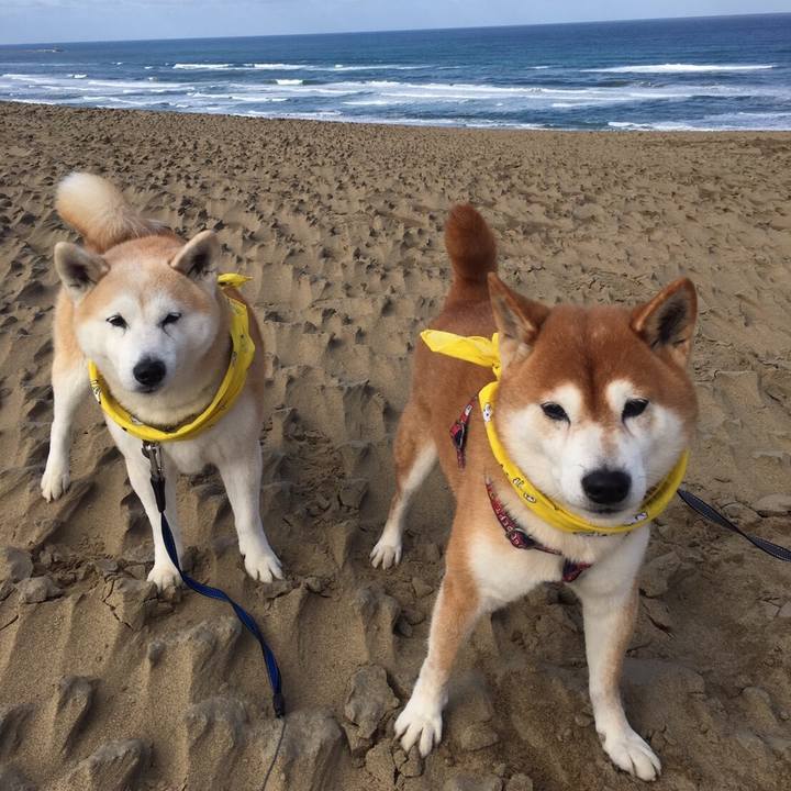 65589355 10ed 4230 abb3 66d6c4af64f4 1514607467757