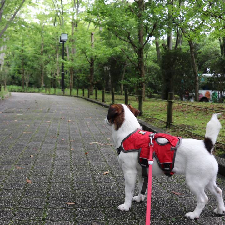 6559c62f 3c03 4c1d 9636 47e6eb6644e4 1529819433408