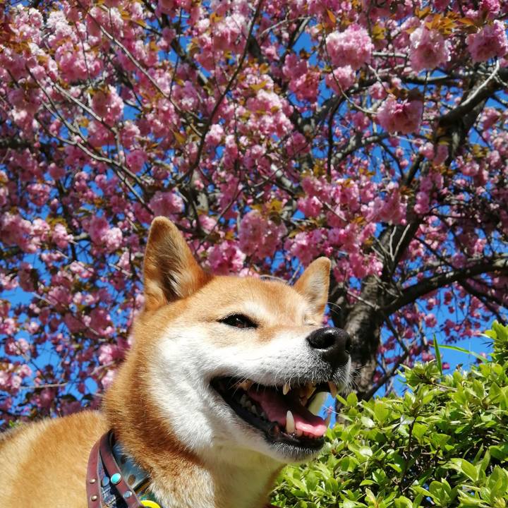 655ced18 14bc 4d91 bec9 ae1a57bdd7bc 1587281752387