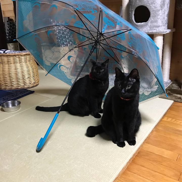 655cee9b da6d 4384 a6eb ff72e5b1fdd7 1530609910012