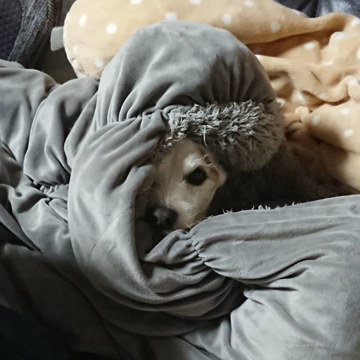 655e5f31 166e 4c8c 8291 2e9065292308 1576192865637