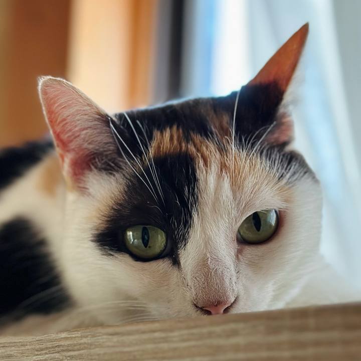 65609a10 c4f9 4435 8c65 043bc4402e2c 1721438349062