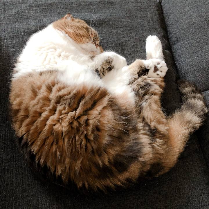 6562c3cc bcd1 4bd9 95de 43c77589460c 1594008825197