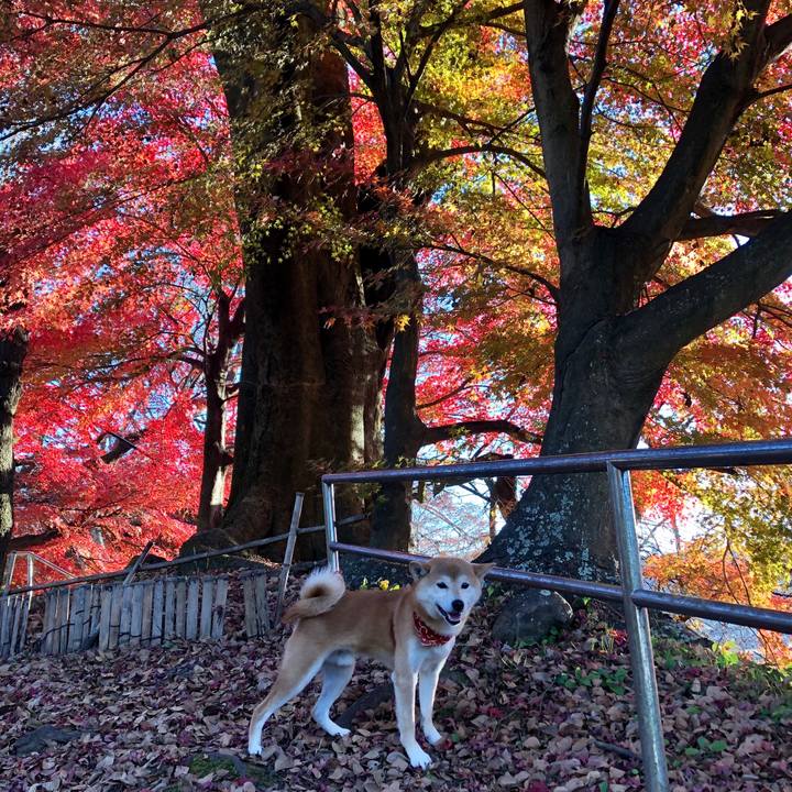 656b0b65 faf8 43d6 887a f866db78e0ec 1543806712684