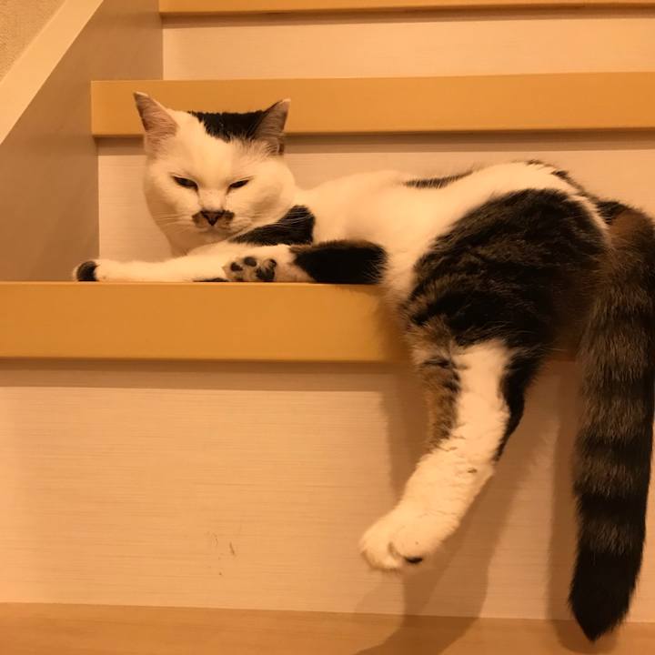 656d6c49 5e71 44b8 a11e 1d9ddd80d280 1564395538481