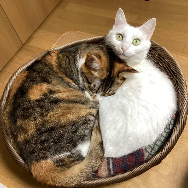 6570d219 7252 4cc8 83c2 26a34240d48e 1763091174967