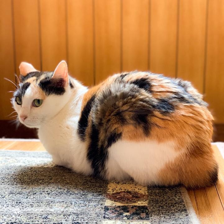 65760099 158d 448c 8641 be4faca06b60 1592789573758