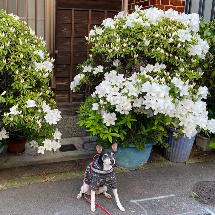 6576eaf9 3329 4564 b64b 74a0a4bc095c 1587731276593