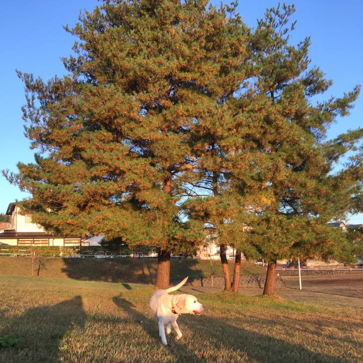 6577da97 f250 4395 a29a e21a475e3816 1510545165656