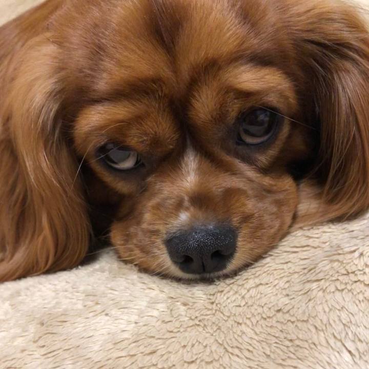 658150f2 a636 4e97 913a c94e69d594cf 1558017354169