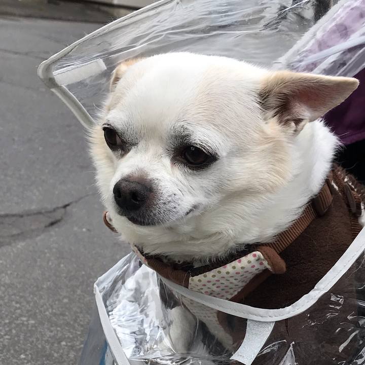 6582c324 c43c 498a ac5f fff9cba22ab0 1589377130434