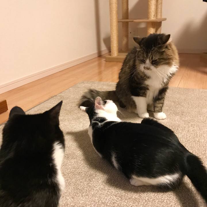 658531b3 361e 444c 9e2e 929416446c48 1511784771167