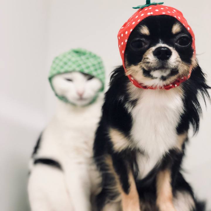 65873f7a 601b 4cc6 af92 0fa72f5fd0c4 1526782543035