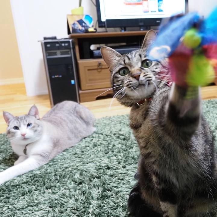 6588d9bd 63cc 439d 8be9 ed90da4377ad 1596256669718