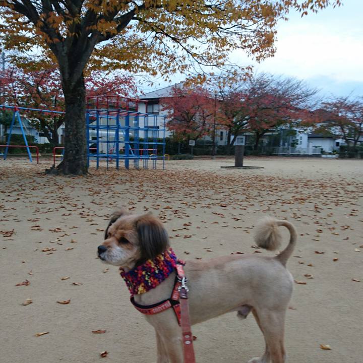 6588e9a0 34ee 4f61 a00f 5a3d3220e6a9 1541666757375