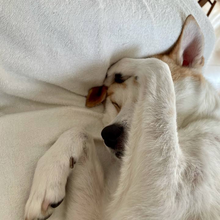 6588ea4e 5936 4afc a95d 30b48c7686c2 1625805792254