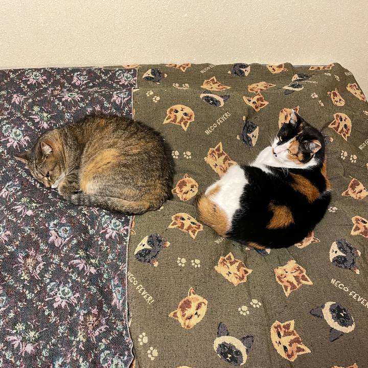 658bca27 af6d 4f20 ba08 3ad53cc70075 1748780813512