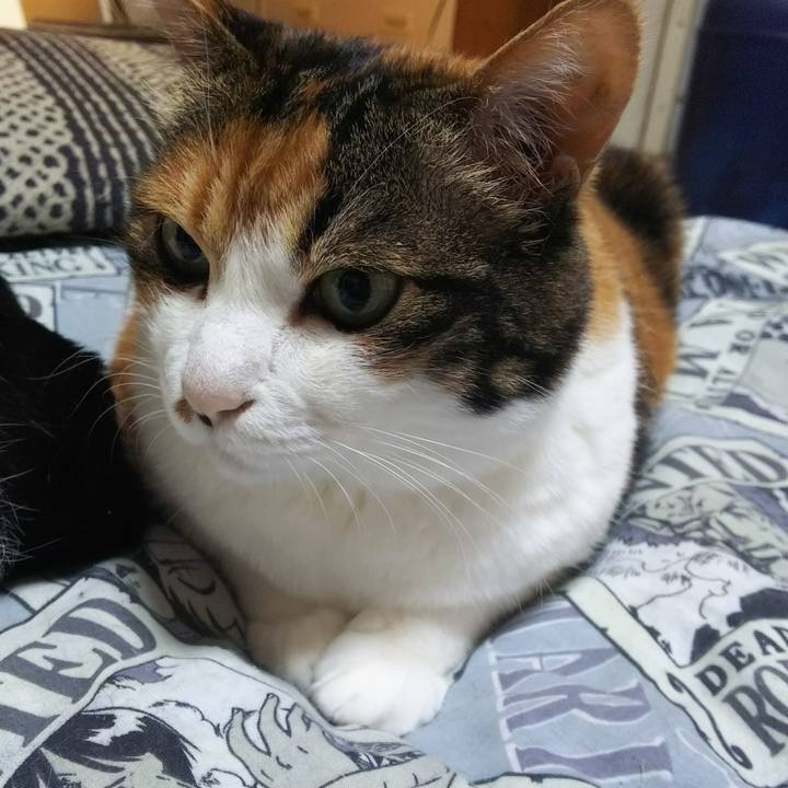 658f8a9e 6750 4004 b70d 1f8add6dbd5b 1530481526698