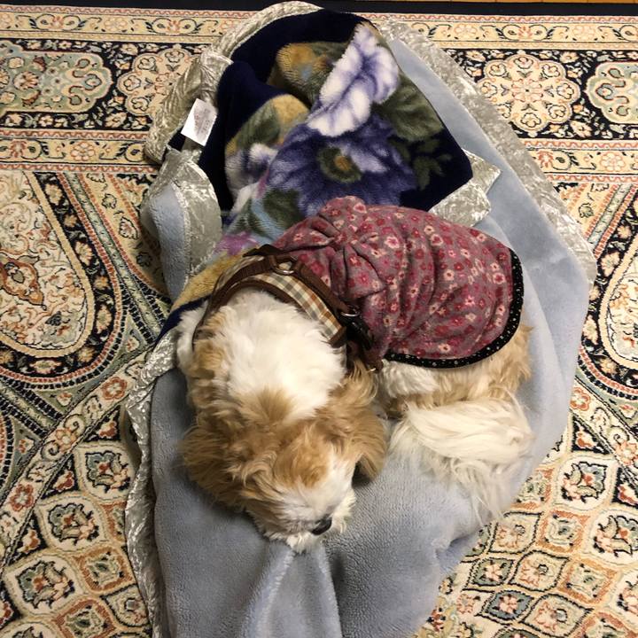 65957c3c 74c6 471e 86c8 9fbcccc6aea5 1552859161821