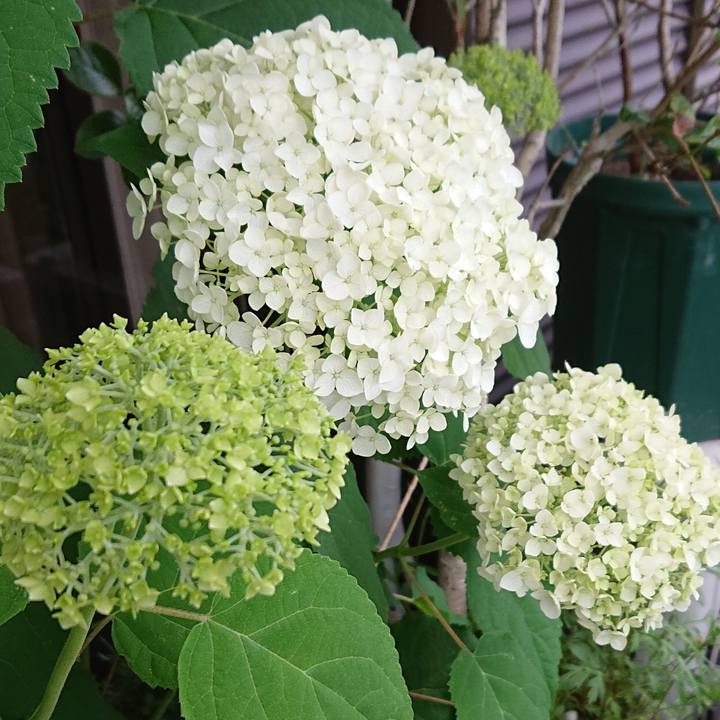 6595e36e 38da 4a9a a293 4e7794bba921 1591371285103