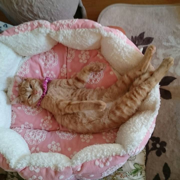 65a10a11 29ec 42a8 a7bb 5a9a78d13948 1545895909262