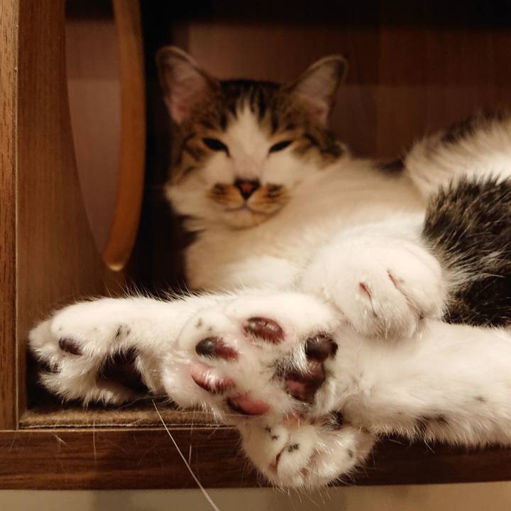 65a11099 0216 4e8a ac9f a09d12c474f0 1589998802465