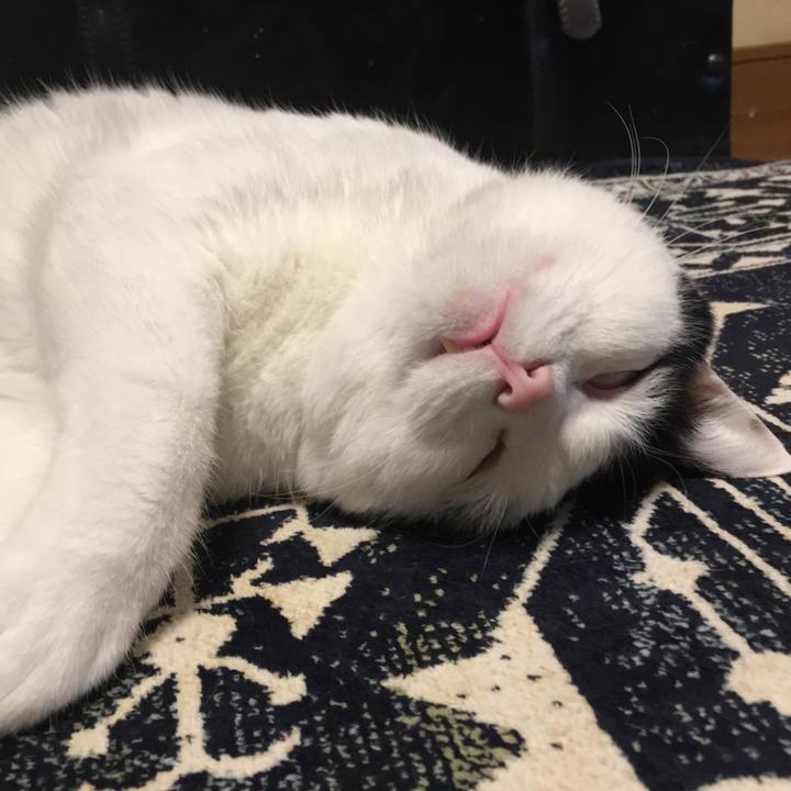 65a1e190 3a1d 440a 936e 44b0c8124753 1555341330990