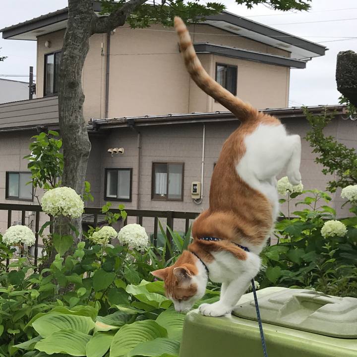 65a28e0f a0e0 4722 b5b4 d3a96c9169f6 1531351030705