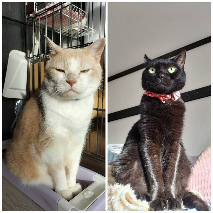 65a83bc6 cf8c 4bad 88fe f07f8c8c386d 1634510299714