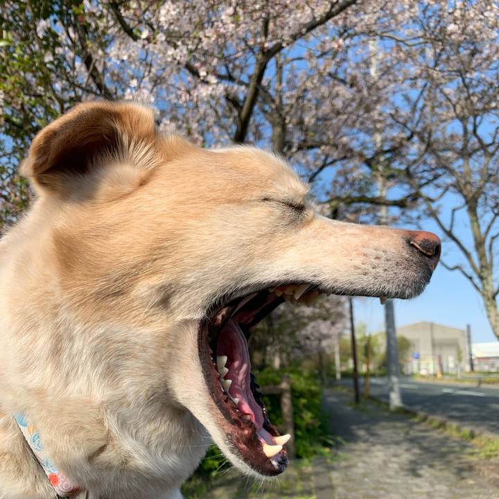 65a8706d 5a87 4325 82c8 7ed63653fc45 1586906584913