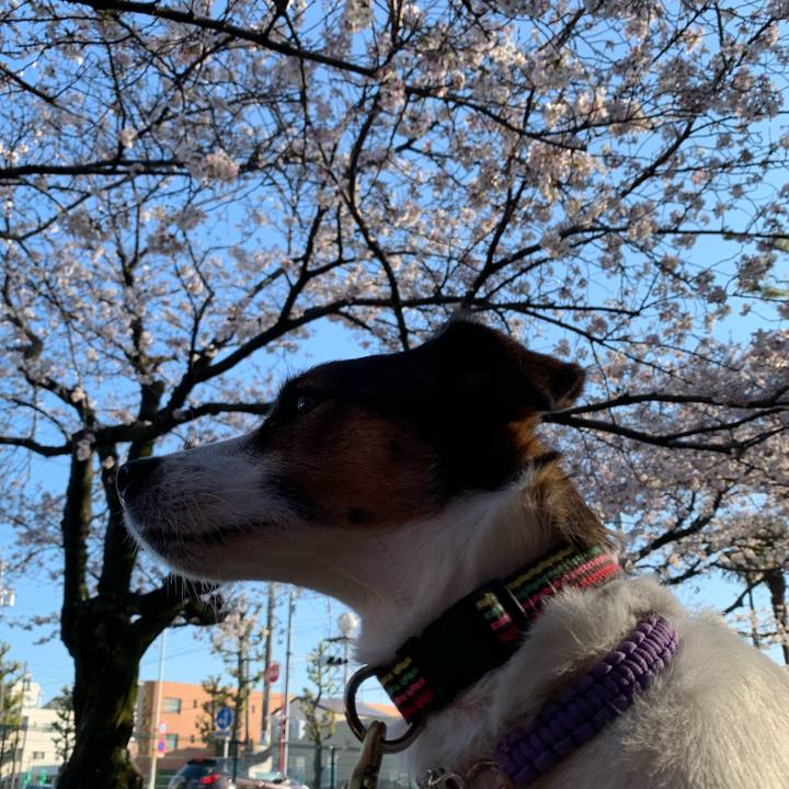 65ac9453 9662 495c a6f0 6b6eaccfeaf7 1586172688308