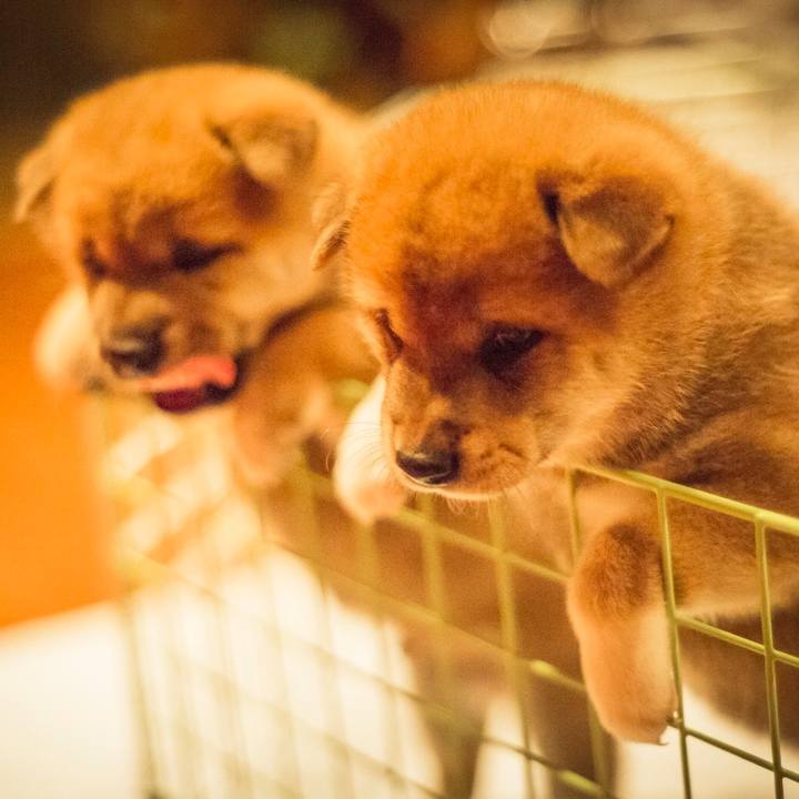 65aca8fc 749c 4009 a416 b8d857f6e018 1516788246176