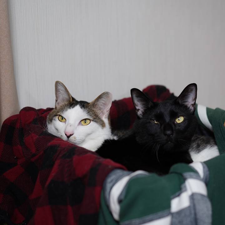 65af30df d76b 43bc aff6 0c6777679e2f 1574208200836