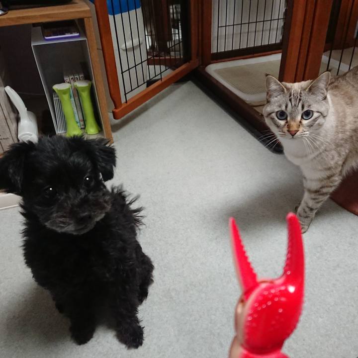 65b00804 fb2d 4023 8216 a976d9228934 1544367647207