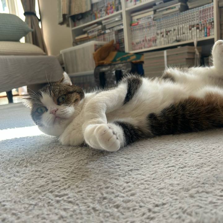 65b19344 81ad 47bf a793 a080e4b267fa 1762636140042